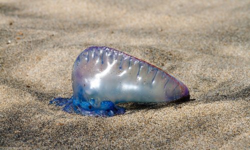 Jedna od najotrovnijih životinja na svijetu pojavila se u Jadranu