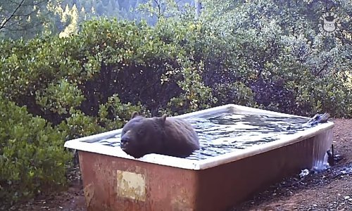 Što životinje rade kad misle da ih nitko ne gleda