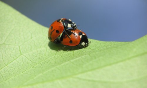 Za najgori opis seksa natječu se Aleksandar Hemon i Morrissey