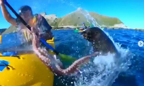 Ovo je ludo: Tuljan hobotnicom ošamario izletnika u kajaku