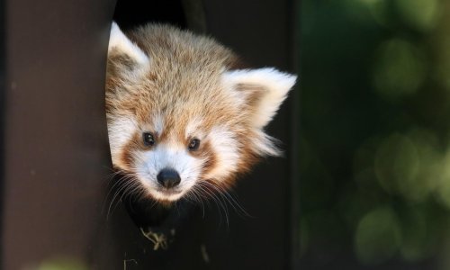 Preslatki mladunac crvene pande provirio iz brloga zagrebačkog ZOO-a