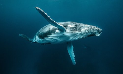 Pogledajte veličanstvene grbave kitove