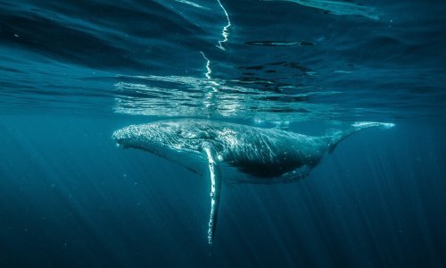 Na Islandu se nasukalo pedesetak kitova, dvadeset uginulo