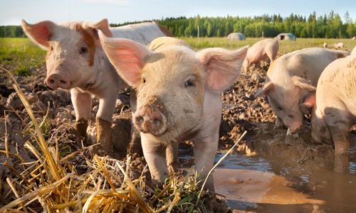 U Srbiji službeno potvrđena afrička svinjska kuga