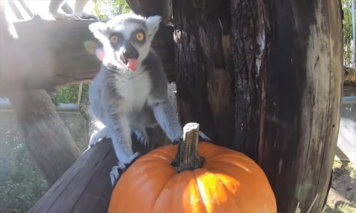 Ovo je prava gozba! U zoološki vrt stigle su - bundeve