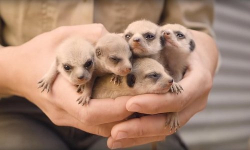 Mozak nam se otopio od miline zbog beba merkata