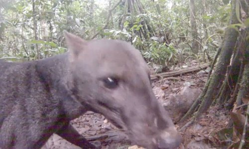 Snimljena super-rijetka životinja – prašumski pas