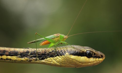 Skakavac ne poznaje strah – koristi zmiju kao autobus!