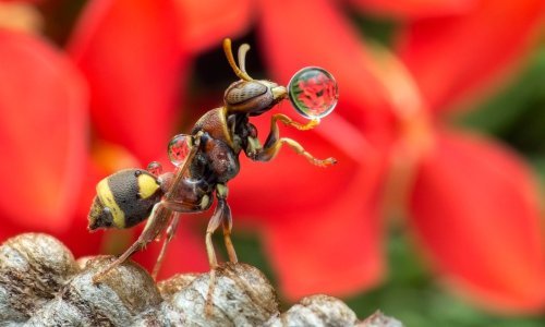 Nevjerojatni prizori: Ose pušu mjehuriće vode