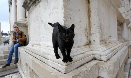 Pljunete li kad vidite crnu mačku? Evo što o praznovjerjima kažu etnologinja Lidija Bajuk i psihologinja Mirjana Krizmanić