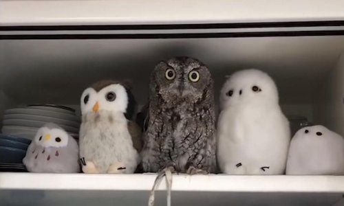 Pogledajte najšašavije ljubimce tjedna