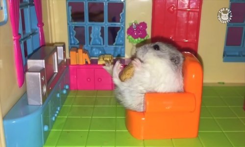 Ovi ljubimci obožavaju gledati TV