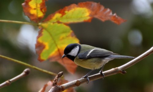 Ulovljeni u lovu na zaštićene vrste ptica u Dalmaciji