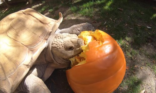 Čak se i velika kornjača veseli Noći vještica