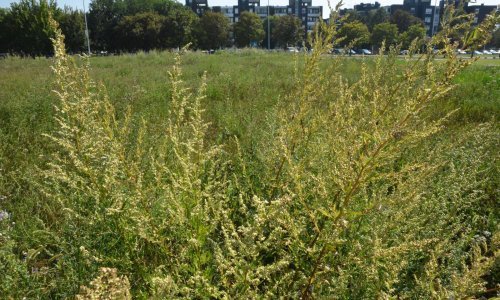 Na ambroziju alergično 30 posto stanovnika, treba je uklanjati s korijenom