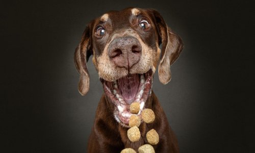 Volite šašave pseće njuške? Imamo poslasticu za vas!