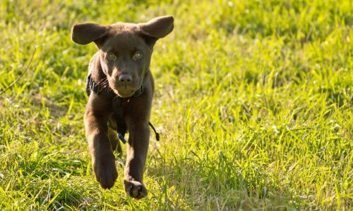Pomozite školovati psa pomagača kako bi mladi tata koji boluje od epilepsije mogao normalnije živjeti