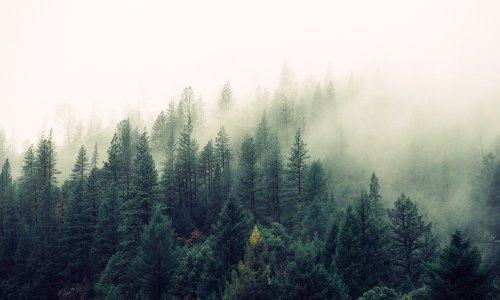 IT 'geekovi', iskoristite svoju pamet i pronađite način kako zaštititi naše šume