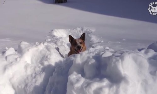 Nasmijte se uz najslađe ljubimce tjedna za nama