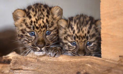 Dvomjesečni sibirski leopardi potpuno su neodoljivi