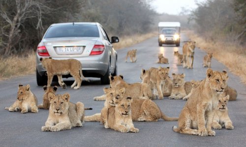Lavovi su kraljevi džungle – bez obzira je li prava ili asfaltna!