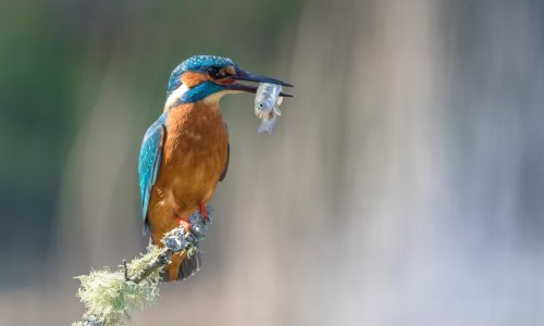Strpljivi fotograf dočekao uspješan vodomarov ribolov