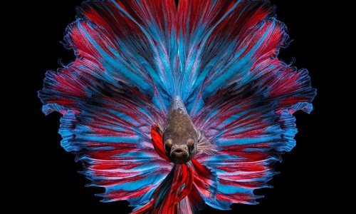 Tko bi rekao da ribe mogu izgledati ovako čarobno?