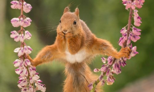 Pogledajte najbolje fotografije divljih životinja