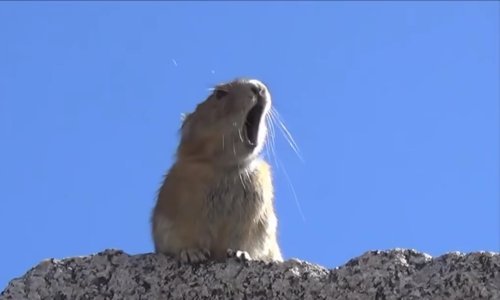 Legendarni pjevač reinkarnirao se kao – pika!