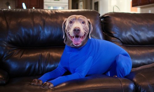 Slatki ljubimci već su se pripremili za zimu