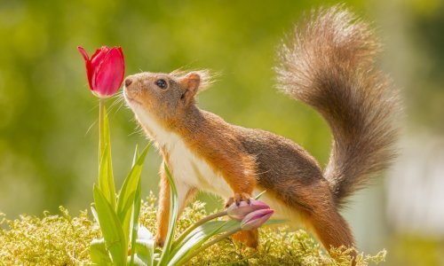 Ova super galerija natjerat će vas da uronite u svijet vjeverica