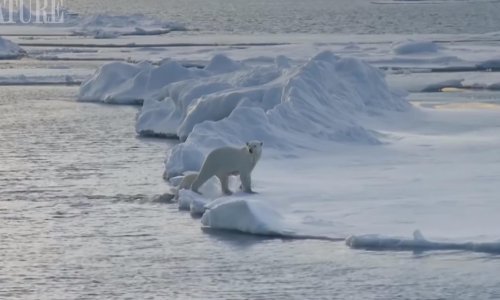 Znate li kako se polarni medvjedi suše kad izađu iz mora?
