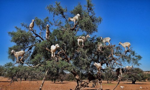 Koze su ove godine kasno procvale