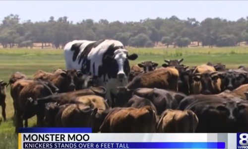 Pogledajte kako izgleda najveće govedo na svijetu