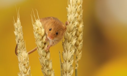 Prekrasni poljski miševi izvode neke sjajne gimnastičke trikove