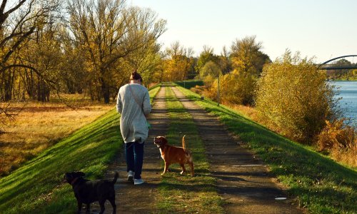 Prijatelji životinja objavili popis najpoznatijih mučenja i ubijanja u prošloj godini