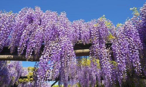 Ukrasne biljke koje mogu napraviti štetu u vrtu