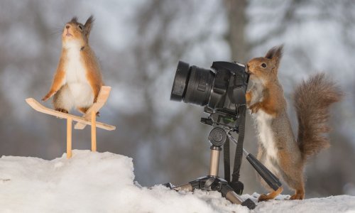 Pogledajte koliko se ove predivne životinje vesele snijegu