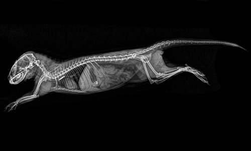 Portlandski ZOO od zdravstvenih pregleda napravio sjajnu zbirku fotografija