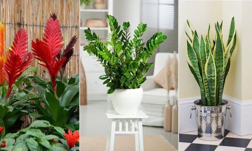 Kako oživjeti biljke na koje ste zaboravili