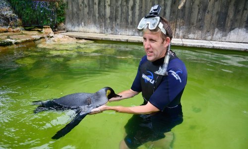 Mala velika pobjeda: Pingvin koji strahuje od vode naučio je plivati