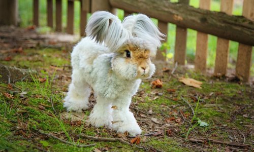 Postoji li itko slađi od Wallyja? Teško je zamisliti!