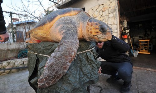 Uginula velika morska želva Melita