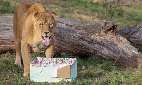 Poklone su dobile i životinje u zoološkom vrtu u Zagrebu