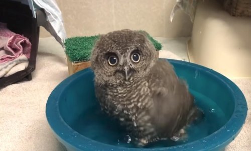 Pogledajte kompilaciju prekrasnih životinja Oregonskog ZOO-a