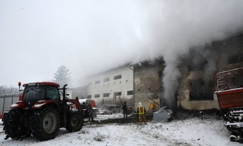 Gori konoplja na imanju Željka Mavrovića kod Požege