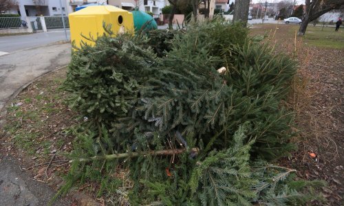 Božićna drvca su posvuda. Znate li gdje ih možete odložiti? Evo uputa
