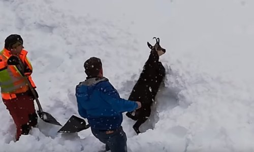 Pogledajte kako su željezničari zaustavili vlak da bi spasili divokozu iz snijega