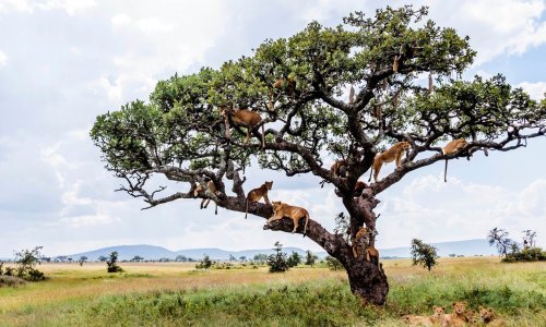 Što je istovremeno lijepo i strašno? Čopor lavova koji se izležava na drvetu!