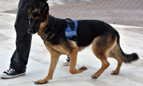 Policija nabavlja pse koji mogu zamijeniti do 30 policijskih službenika, obuka košta 15 tisuća eura